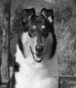 tn_ch bravo tercan new attitude